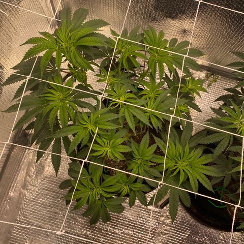 HPC #2 growlog photo: 9:20pm
