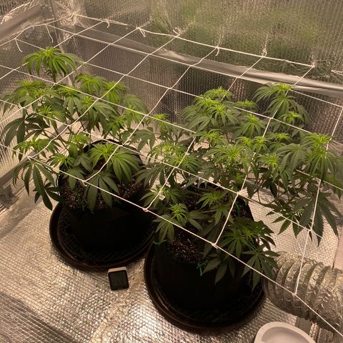 HPC #2 growlog photo: 11:10pm