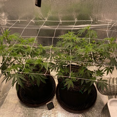 HPC #2 growlog photo: 7:10am