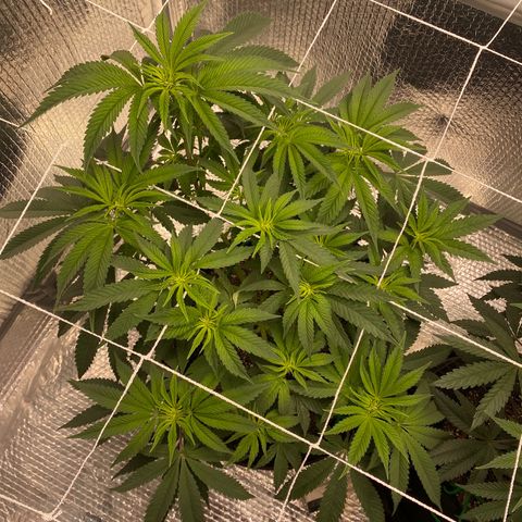 HPC #2 growlog photo: 7:30pm