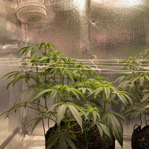HPC #2 growlog photo: 11:00pm