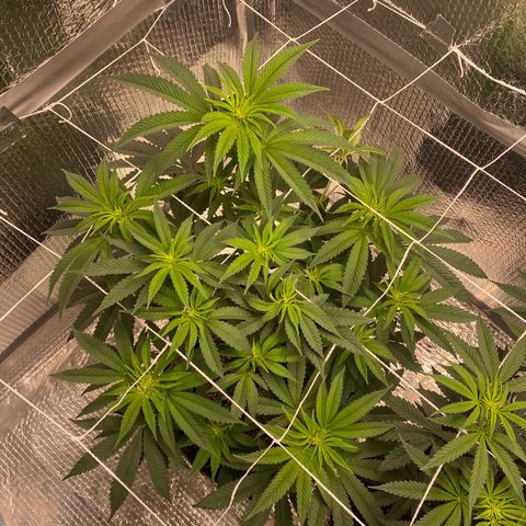 HPC #2 growlog photo: 7:55pm