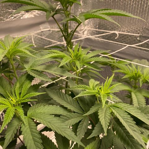 HPC #2 growlog timeline photo