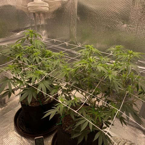HPC #2 growlog photo: 8:45pm