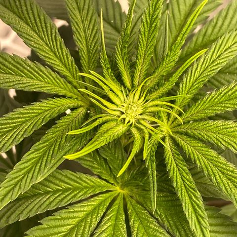 HPC #2 growlog timeline photo