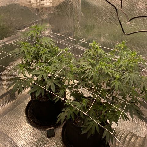 HPC #2 growlog photo: 7:15am