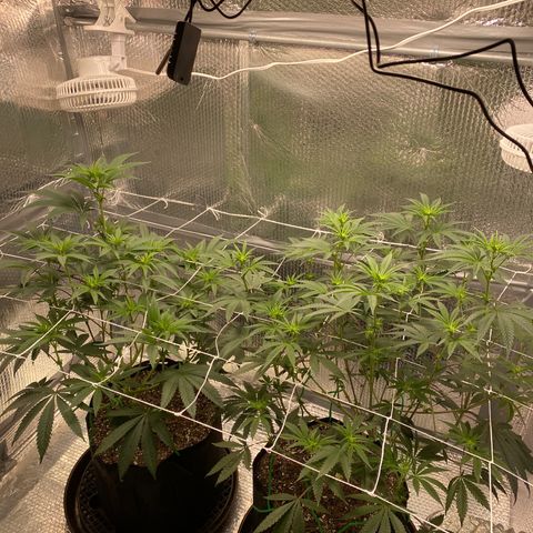 HPC #2 growlog photo: 11:00pm
