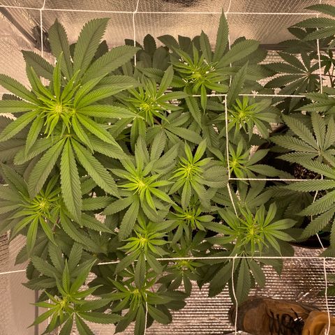 HPC #2 growlog photo: 11:30pm