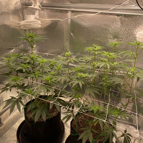 HPC #2 growlog photo: 11:00pm