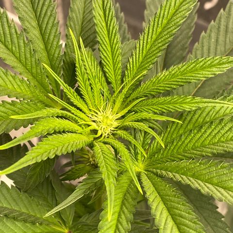 HPC #2 growlog timeline photo