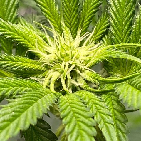 HPC #2 growlog timeline photo