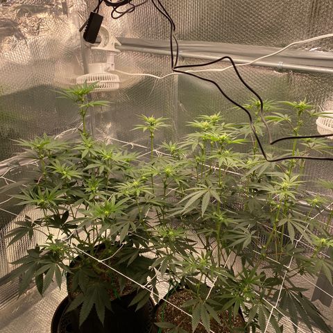 HPC #2 growlog photo: 12:30am