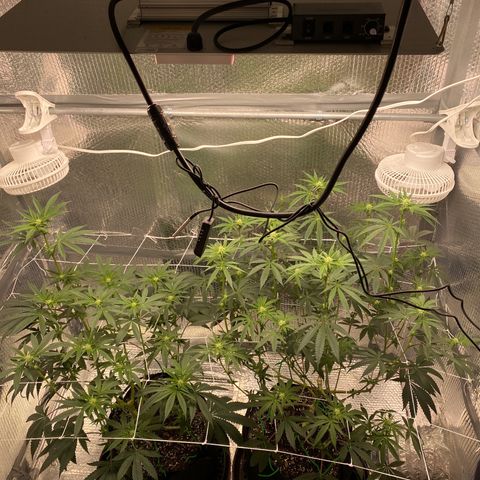 HPC #2 growlog photo: 11:30pm
