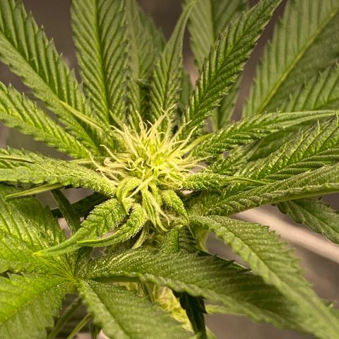 HPC #2 growlog timeline photo