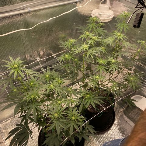 HPC #2 growlog photo: 7:00am