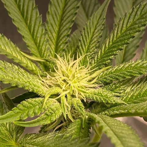 HPC #2 growlog timeline photo
