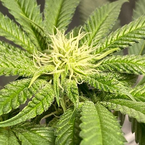 HPC #2 growlog photo: 8:45pm