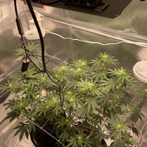 HPC #2 growlog photo: 11:50pm