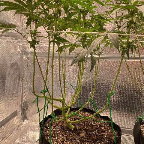 HPC #2 growlog timeline photo