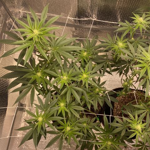 HPC #2 growlog timeline photo
