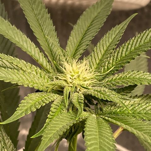 HPC #2 growlog timeline photo
