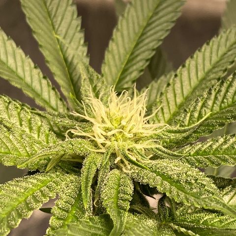 HPC #2 growlog timeline photo