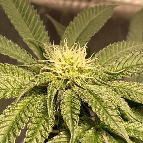 HPC #2 growlog photo: 8pm