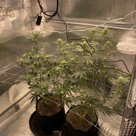 HPC #2 growlog timeline photo