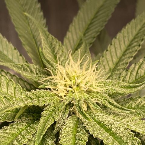 HPC #2 growlog timeline photo