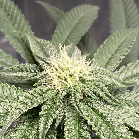HPC #2 growlog timeline photo