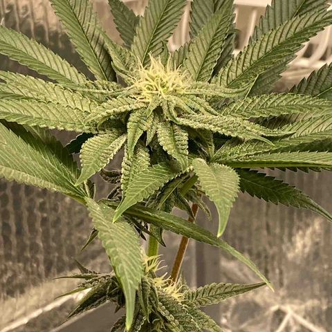HPC #2 growlog timeline photo