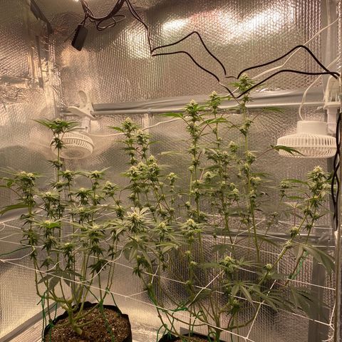 HPC #2 growlog timeline photo