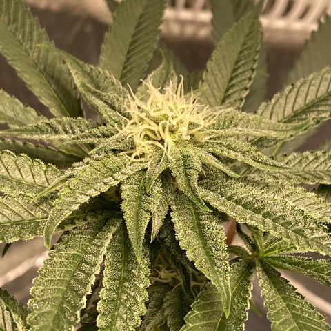 HPC #2 growlog timeline photo