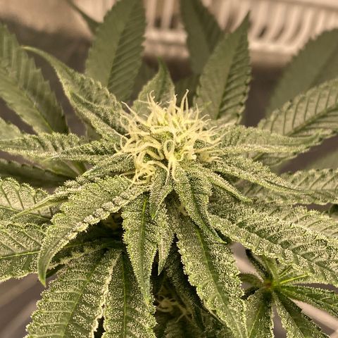 HPC #2 growlog timeline photo