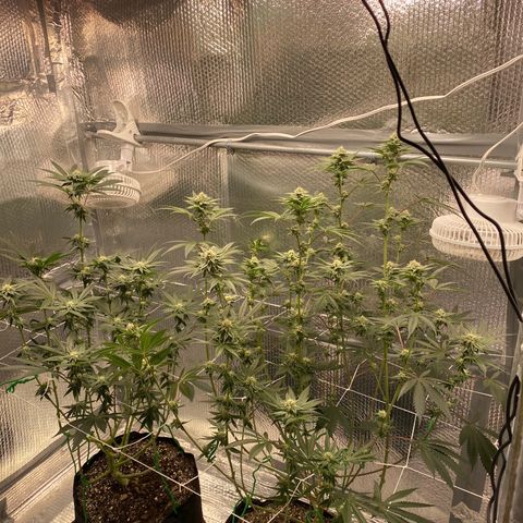 HPC #2 growlog timeline photo