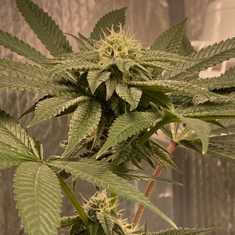 HPC #2 growlog timeline photo