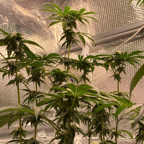 HPC #2 growlog timeline photo
