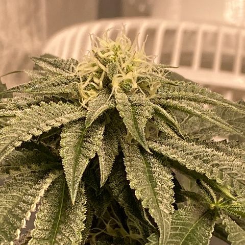 HPC #2 growlog timeline photo