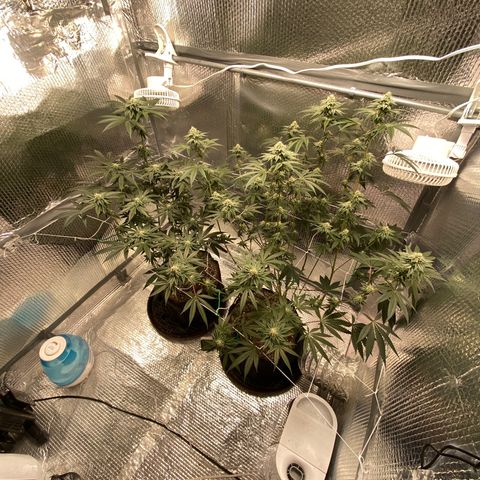 HPC #2 growlog timeline photo