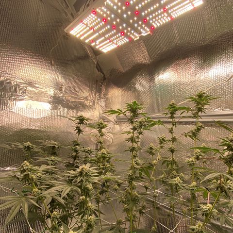 HPC #2 growlog timeline photo