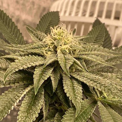 HPC #2 growlog timeline photo