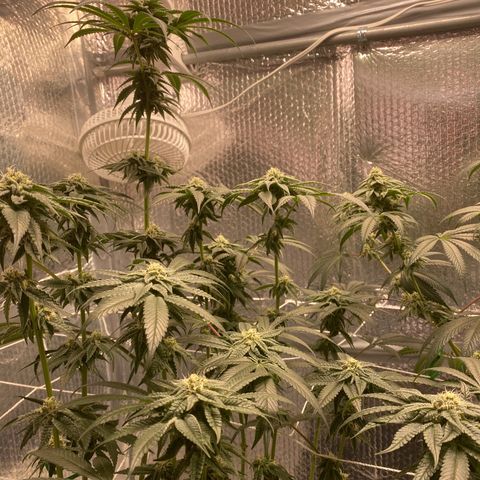 HPC #2 growlog timeline photo