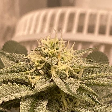HPC #2 growlog timeline photo