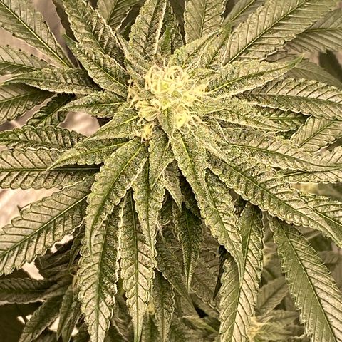 HPC #2 growlog timeline photo