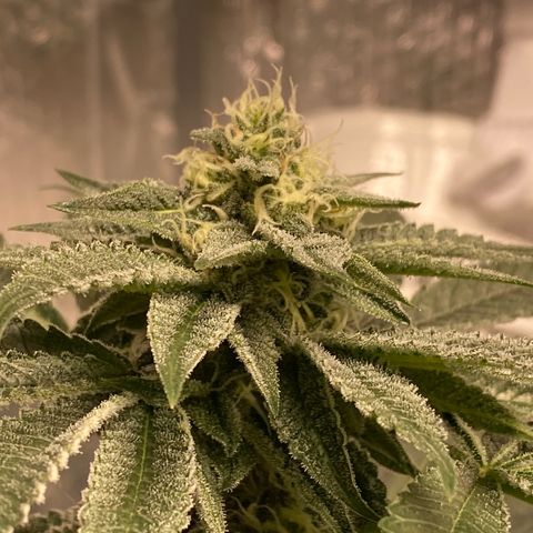 HPC #2 growlog timeline photo