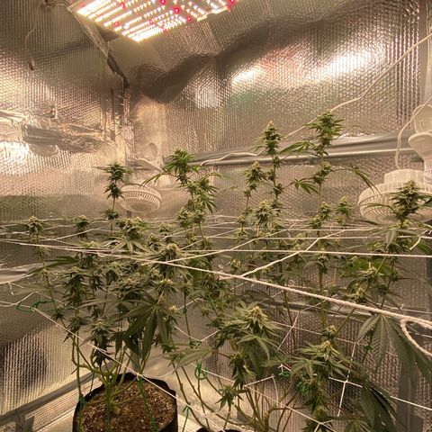 HPC #2 growlog timeline photo