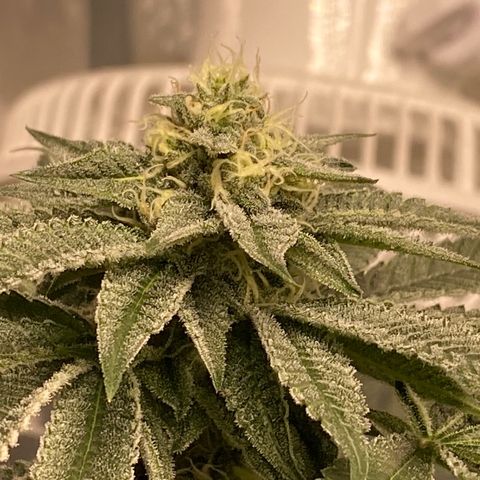 HPC #2 growlog timeline photo