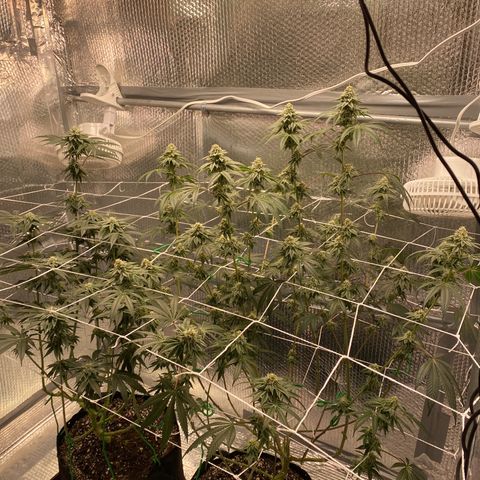 HPC #2 growlog timeline photo