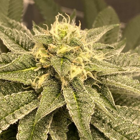 HPC #2 growlog timeline photo
