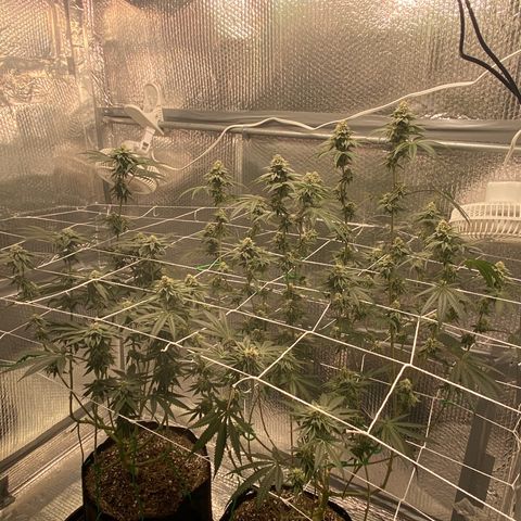 HPC #2 growlog timeline photo